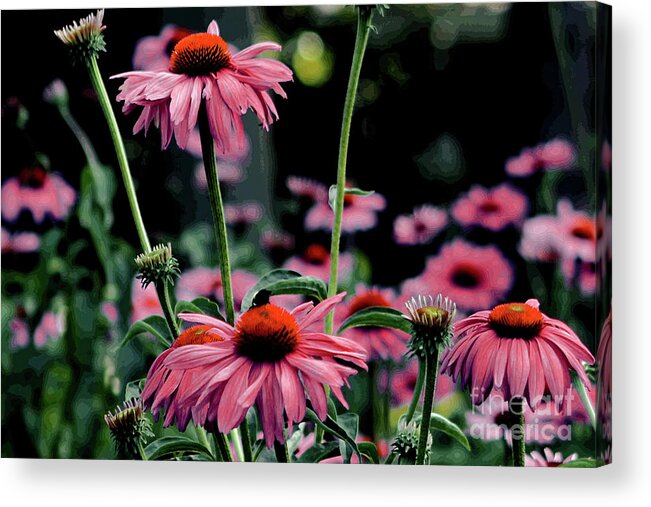 Floral Photograph Acrylic Print featuring the photograph Flower Power by Tom Prendergast