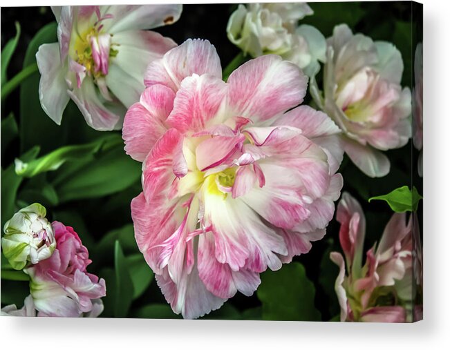Flower Acrylic Print featuring the photograph Flower Series 1793 by Carlos Diaz
