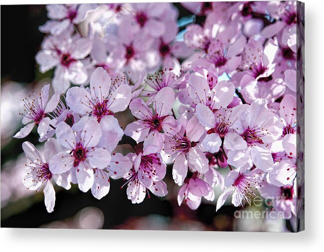 Flowering Plum Acrylic Print featuring the photograph Flowering Plum by Richard Lynch