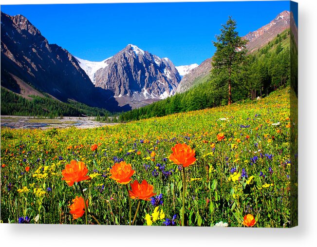 Russian Artists New Wave Acrylic Print featuring the photograph Flowering Valley. Mountain Karatash by Victor Kovchin