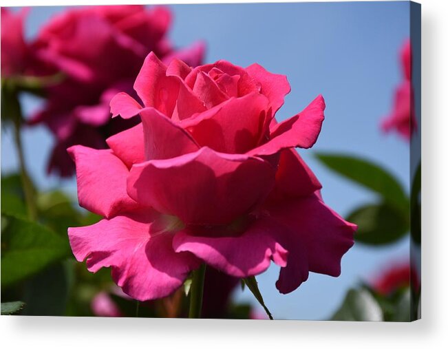 Rose Acrylic Print featuring the photograph Flowers 796 by Joyce StJames