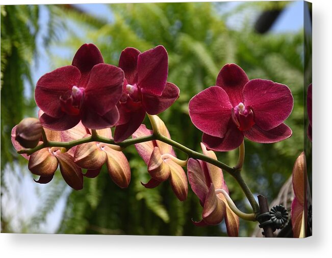 Orchids Photos Acrylic Print featuring the photograph Flowers 823 by Joyce StJames