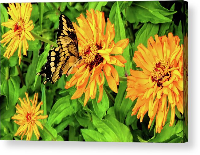 Butterfly Acrylic Print featuring the photograph Flowers and Butterflies by Pat Cook