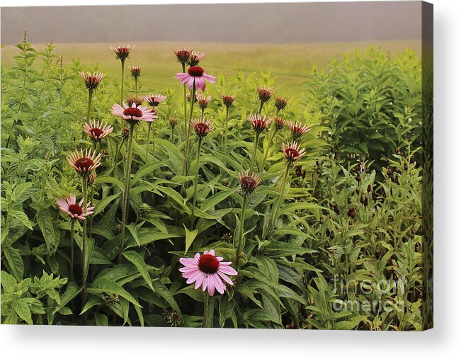 Purple Coneflowers Acrylic Print featuring the photograph Flowers in the Fog by Karin Pinkham