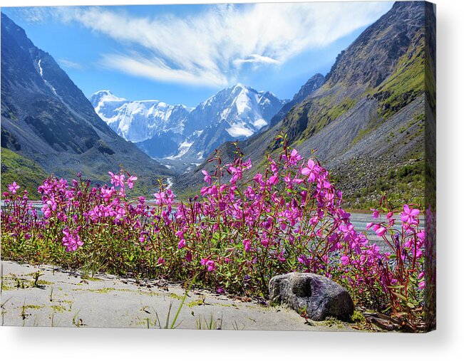 Russian Artists New Wave Acrylic Print featuring the photograph Flowers of the Mountains, Altai by Victor Kovchin