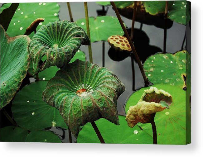 Lotus Acrylic Print featuring the photograph Fluidity by HweeYen Ong