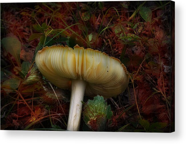 Mushroom Acrylic Print featuring the photograph Fluted Treasure by Sue Capuano