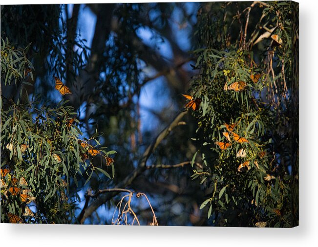 Monarch Butterfly Migration Acrylic Print featuring the photograph Flutterby by Digiblocks Photography