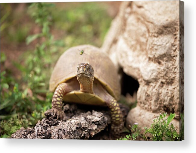 Turtle Acrylic Print featuring the photograph Fly By by Eilish Palmer