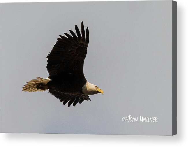 Bald Eagle Acrylic Print featuring the photograph Fly-by by Joan Wallner