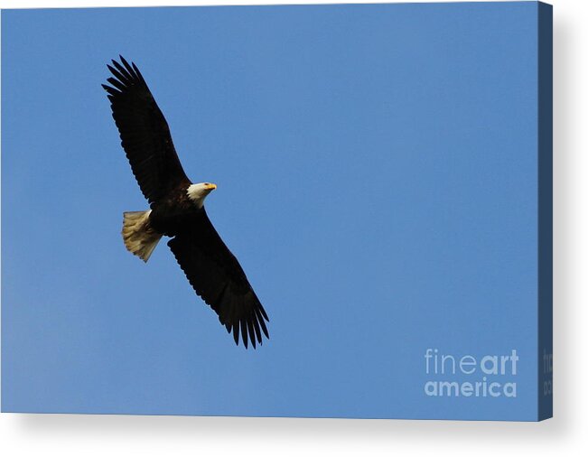 Eagle Acrylic Print featuring the photograph Fly Over by Rick Monyahan