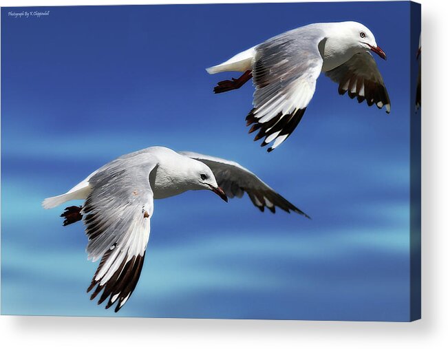 Seagull Photography Acrylic Print featuring the photograph Flying high 0064 by Kevin Chippindall