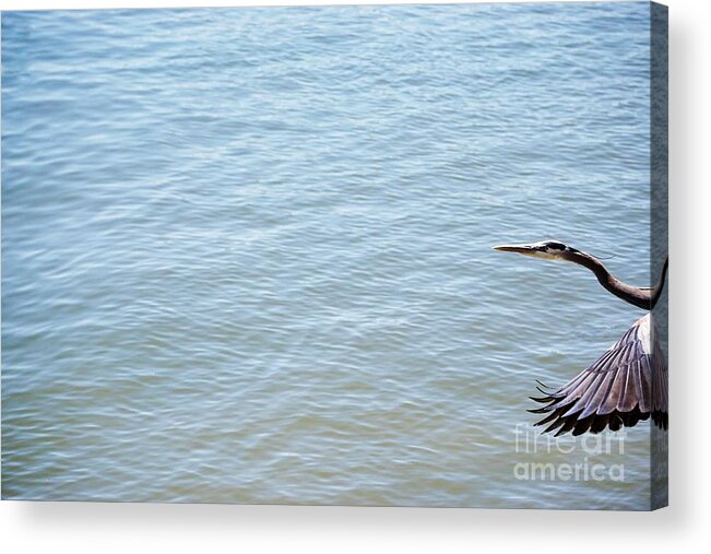 Bird Acrylic Print featuring the photograph Flying in by Merle Grenz