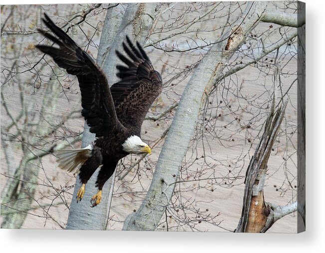 Bald Eagle Acrylic Print featuring the photograph Flying thru the trees by Dan Friend