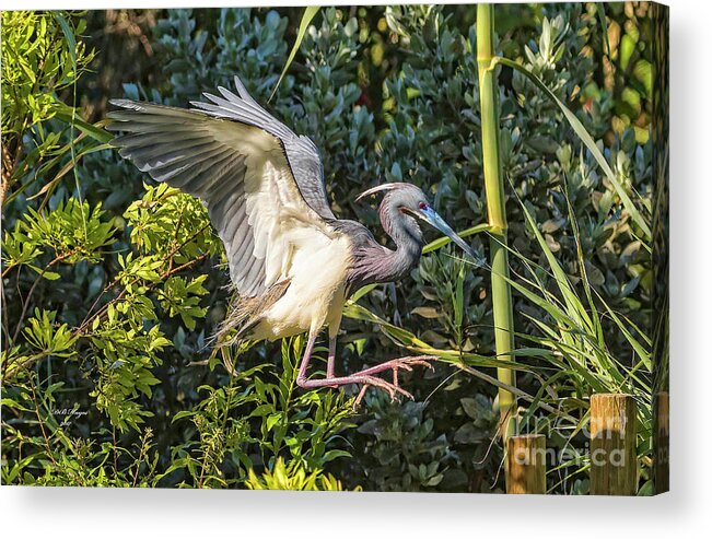 Herons Acrylic Print featuring the photograph Focused On A Pile Landing by DB Hayes