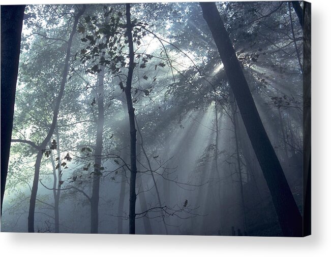 Forest Acrylic Print featuring the photograph Fog Braids The Sunlight by Sven Brogren