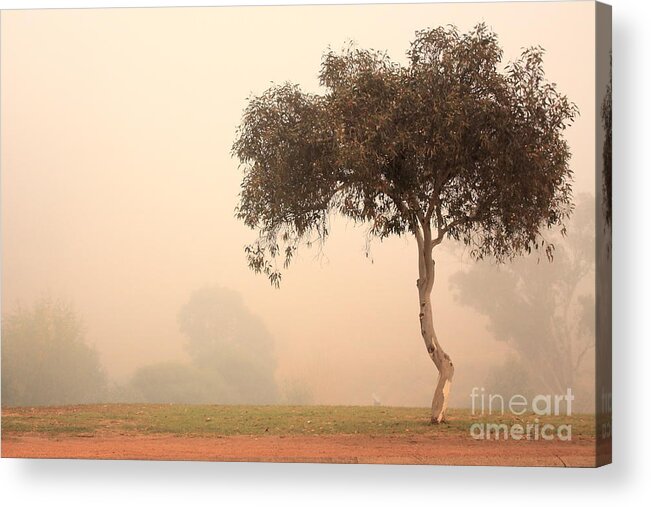 Fog Acrylic Print featuring the photograph Foggy Morning by Elaine Teague