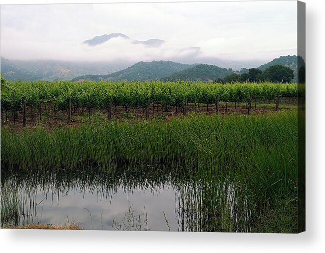 Vineyard Acrylic Print featuring the photograph Foggy Vineyard by Mark Harrington