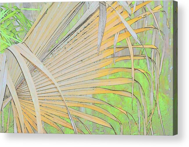 Nature Acrylic Print featuring the photograph Fold Over Palm by Florene Welebny