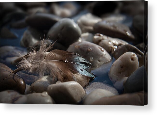Still Acrylic Print featuring the photograph Follow by Maggie Terlecki