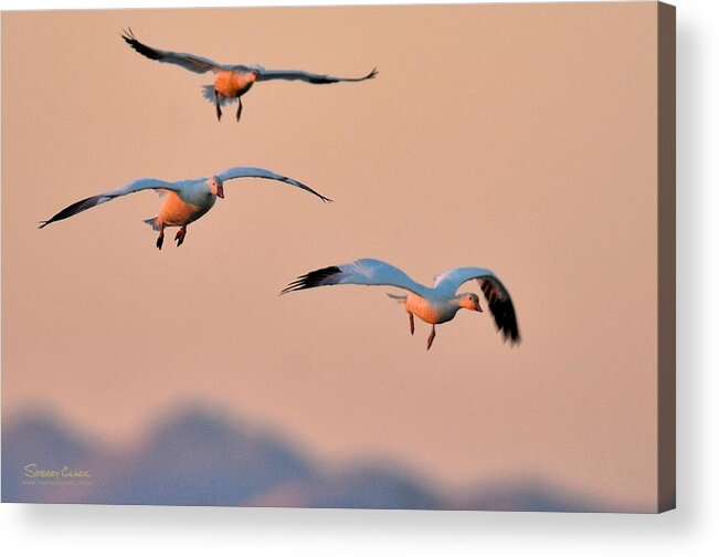  Acrylic Print featuring the photograph Follow by Sherry Clark