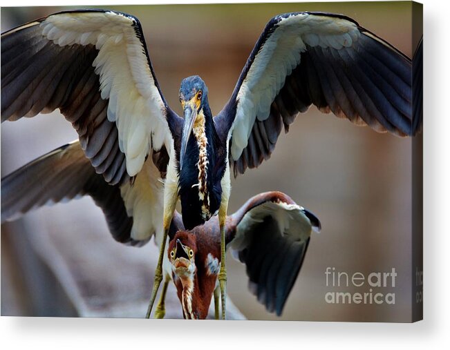 Tri Color Heron Family Acrylic Print featuring the photograph Follow the Leader by Julie Adair