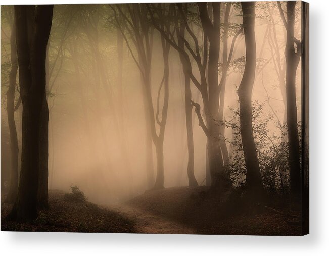 Autumn Acrylic Print featuring the photograph Follow the Light by Tim Abeln