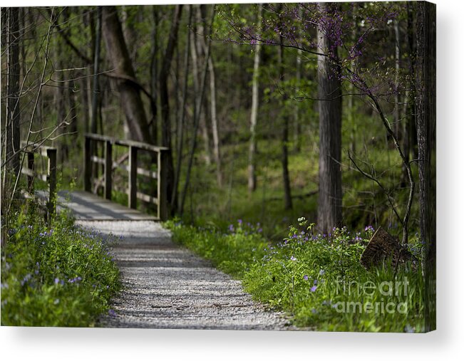 Landscape Acrylic Print featuring the photograph Follow the Path by Andrea Silies