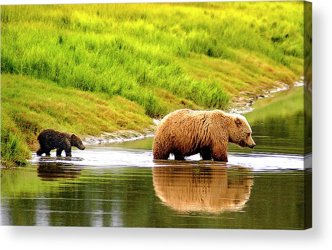 Follow Acrylic Print featuring the photograph Following Mama by Ted Keller