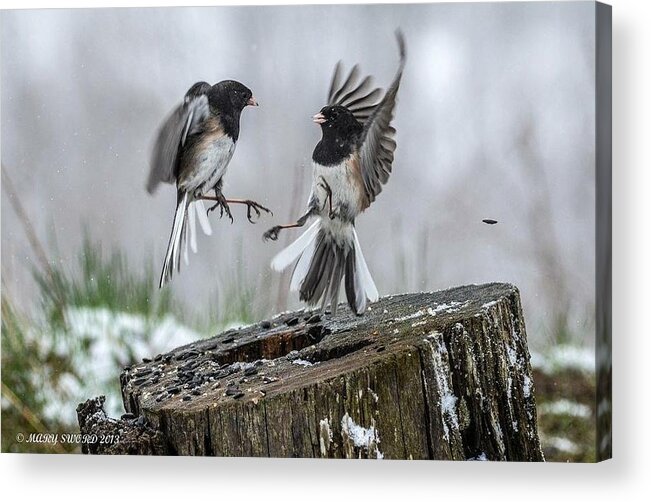 Birds Acrylic Print featuring the photograph Food Fight by Mary Sword