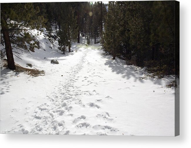 Tahoe Acrylic Print featuring the photograph Footsteps by Rebecca Knoblauch