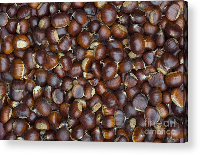 Sweet Chestnuts Acrylic Print featuring the photograph Foraged Sweet Chestnuts by Tim Gainey