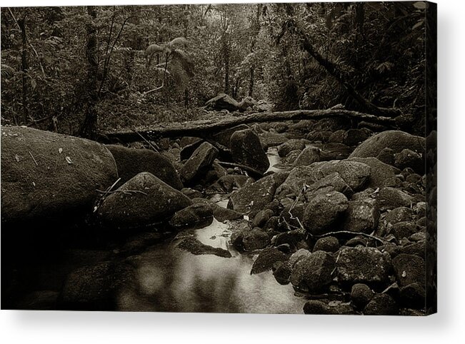Nature Acrylic Print featuring the photograph Atlantic Forest by Amarildo Correa
