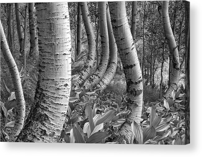 Aspen Acrylic Print featuring the photograph Forest Curves by Denise Bush