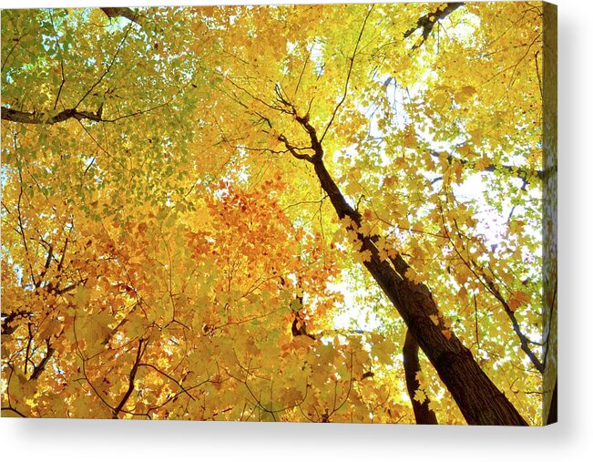 Abstract Acrylic Print featuring the photograph Forest Fall Yellow by Lyle Crump