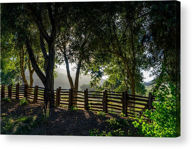 Trees Acrylic Print featuring the photograph Forest Fence by Derek Dean