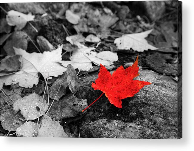 Selective Color Acrylic Print featuring the photograph Forest Floor Maple Leaf by Adam Pender