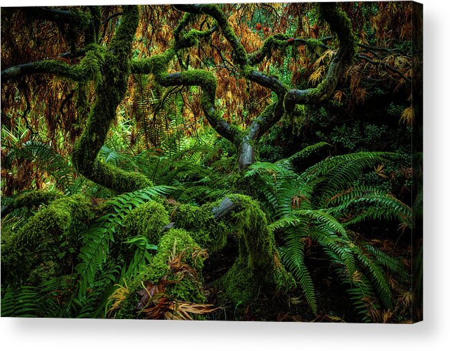 5dsr Acrylic Print featuring the photograph Forever Green by Edgars Erglis