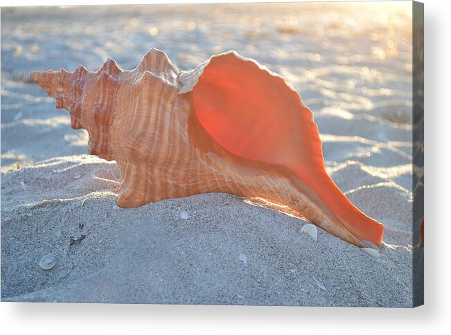 Sanibel Acrylic Print featuring the photograph Forever Sanibel by Melanie Moraga