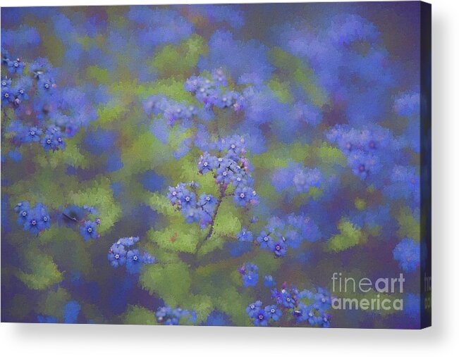 Myosotis Acrylic Print featuring the photograph Forget-Me-Not by Eva Lechner