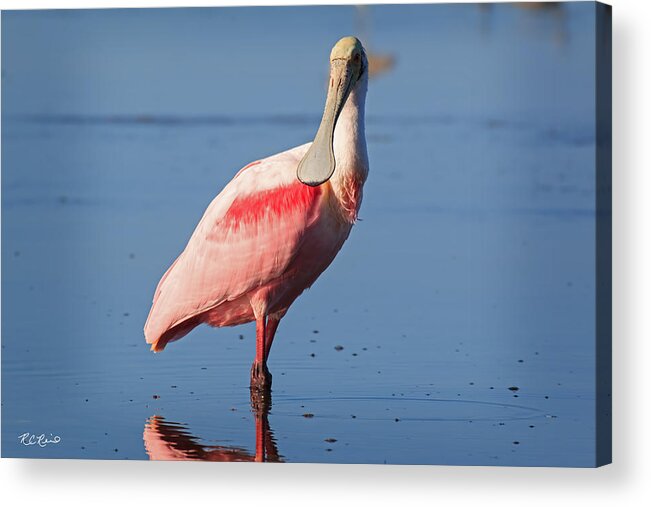 Florida Acrylic Print featuring the photograph Fort Myers Beach Bird Tour - Roseate Spoonbill Stopping to Profile by Ronald Reid