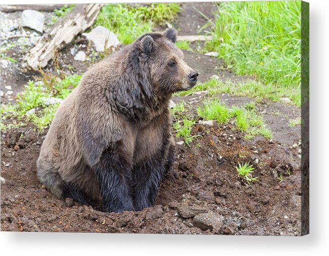 Wildlife. Brown Bear Acrylic Print featuring the photograph Found a Hole by Harold Piskiel