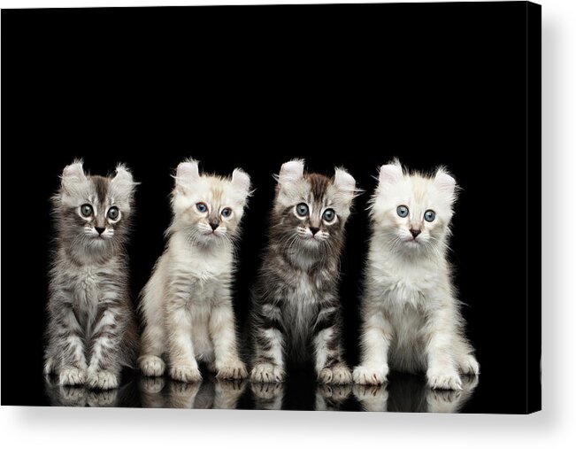 Curl Acrylic Print featuring the photograph Four American Curl Kittens with Twisted Ears Isolated Black Background by Sergey Taran