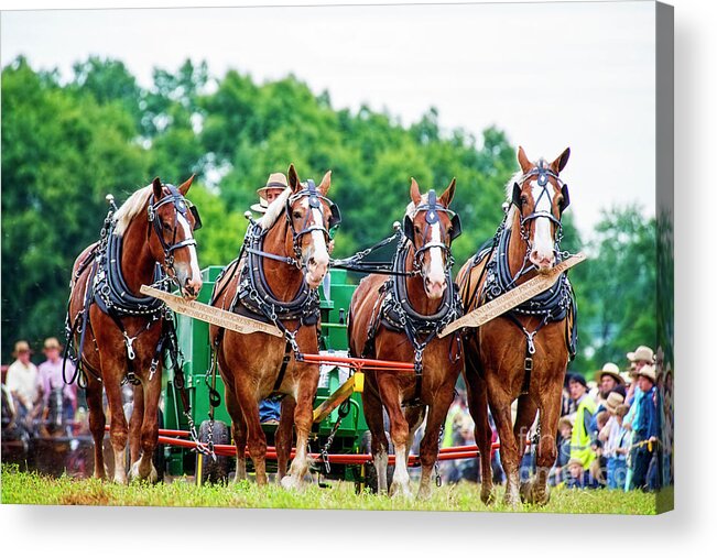 Work Horses Acrylic Print featuring the photograph Four Beauties at Horse Progress Days by David Arment