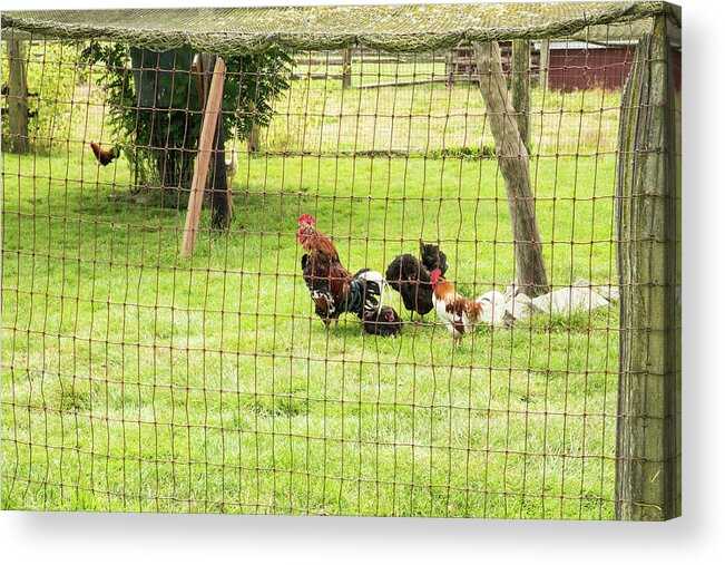 Fowl Residents Of Hovander Acrylic Print featuring the photograph Fowl Residents of Hovander by Tom Cochran