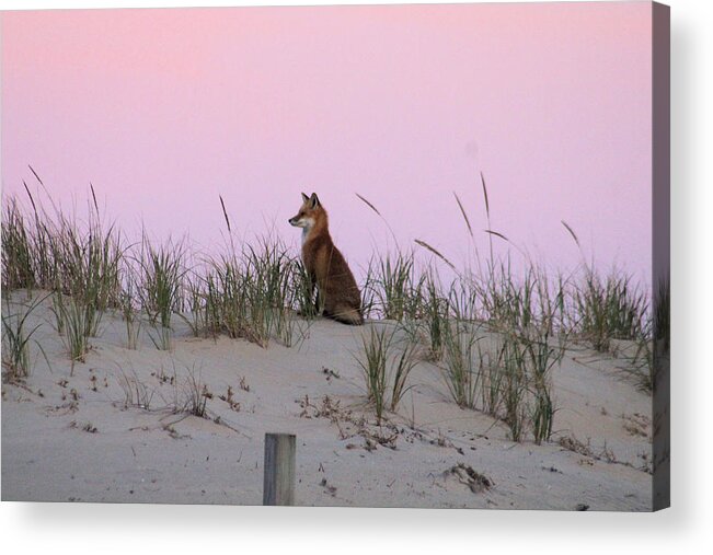 Fox Acrylic Print featuring the photograph Fox On The Dune At Dawn by Robert Banach