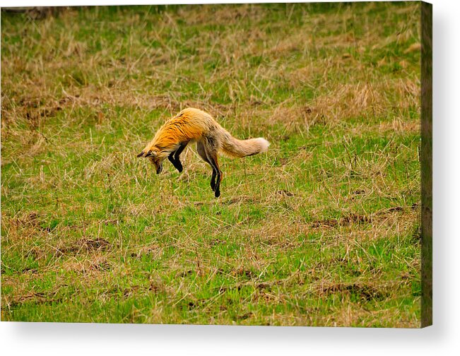 Fox Acrylic Print featuring the photograph Fox Pounce by Greg Norrell