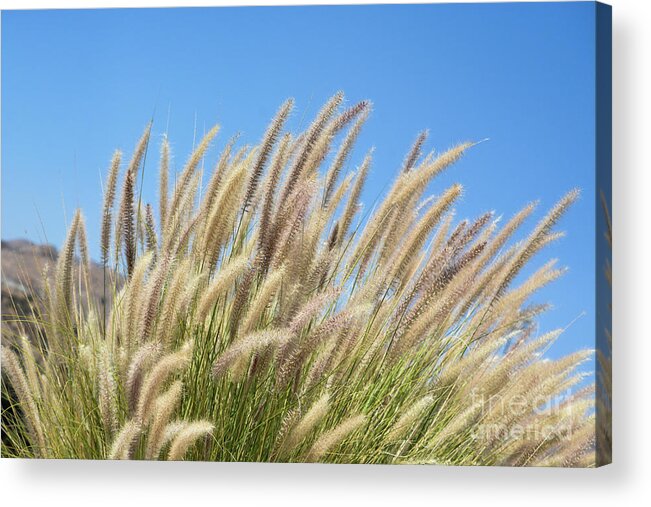 Foxtails Acrylic Print featuring the photograph Foxtails on a Hill by Leah McPhail