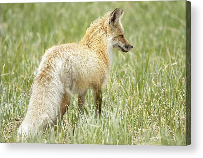 Fox Acrylic Print featuring the photograph Foxy Lady by Eilish Palmer