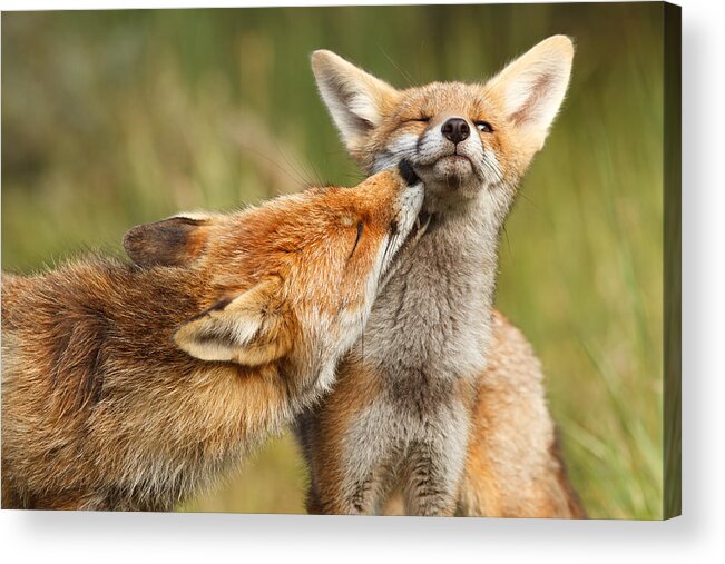 Fox Acrylic Print featuring the photograph Foxy Love Series - But Mo-om by Roeselien Raimond